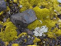 Felsen, Moos und Flechten - Skaftafell NP